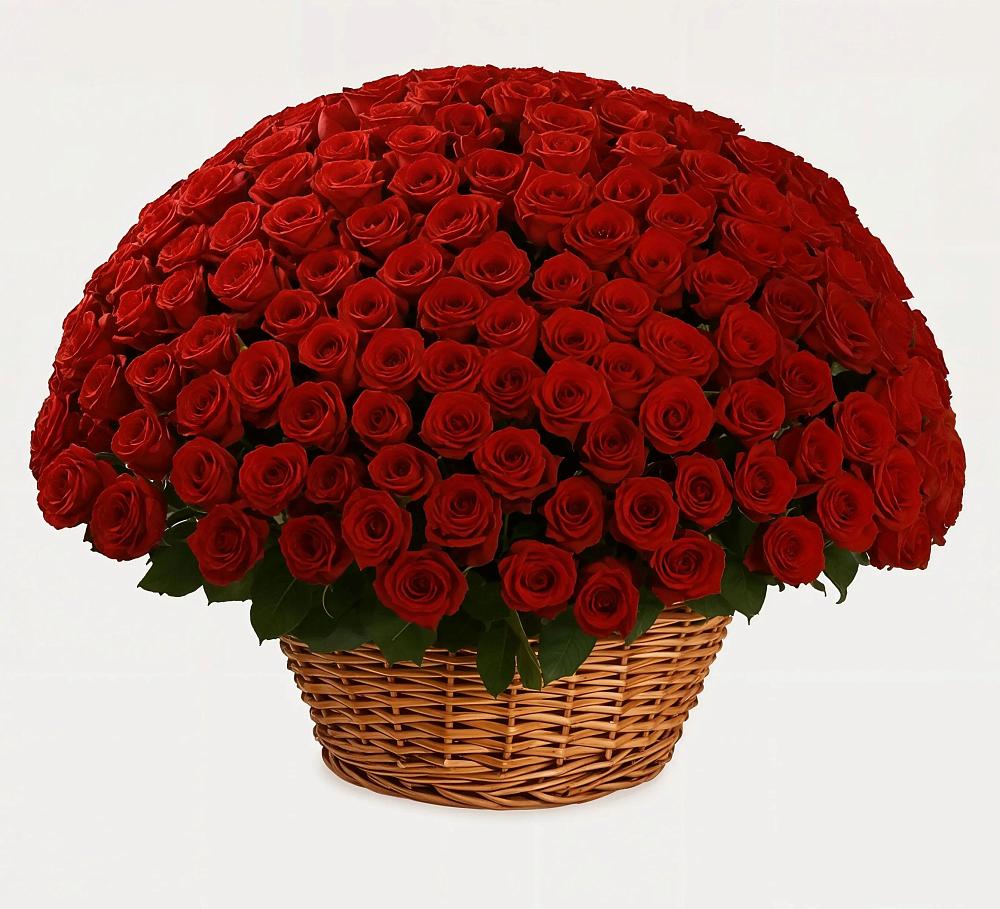 251 Премиум красная роза в Ноябрьск Премиум букет из: Розы в Ноябрьск